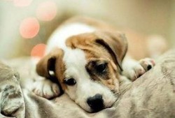 一个狗狗最新爆料图片视频,萌态百出，萌翻网友心